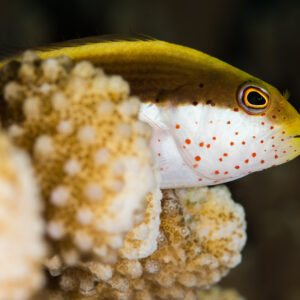 Freckled hawkfish peeking over a branching coral, Misool, Raja Ampat, Indonesia