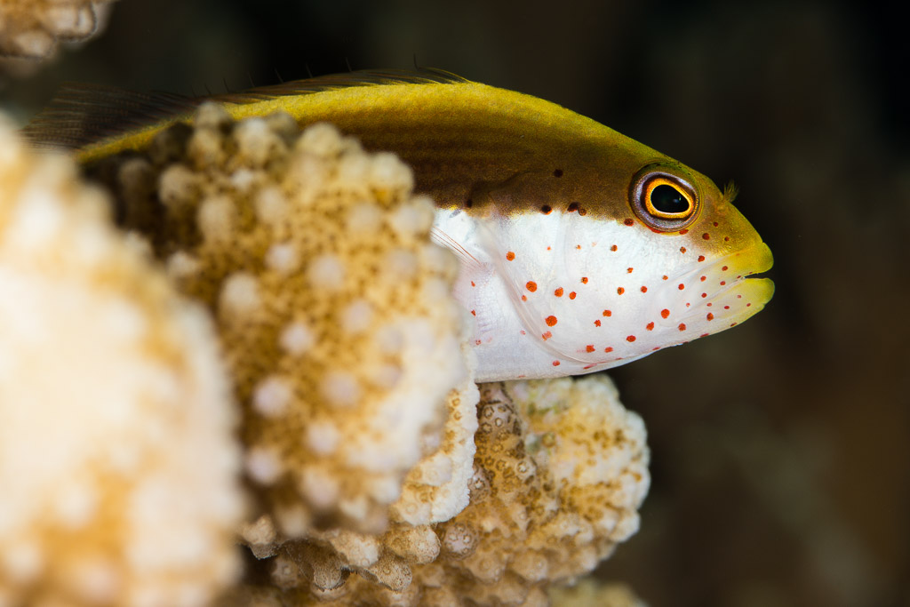 Freckled hawkfish peeking over a branching coral, Misool, Raja Ampat, Indonesia