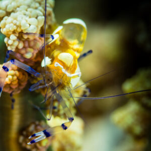 Anemone shrimp with blue-banded claws clinging to its host, Misool, Raja Ampat, Indonesia