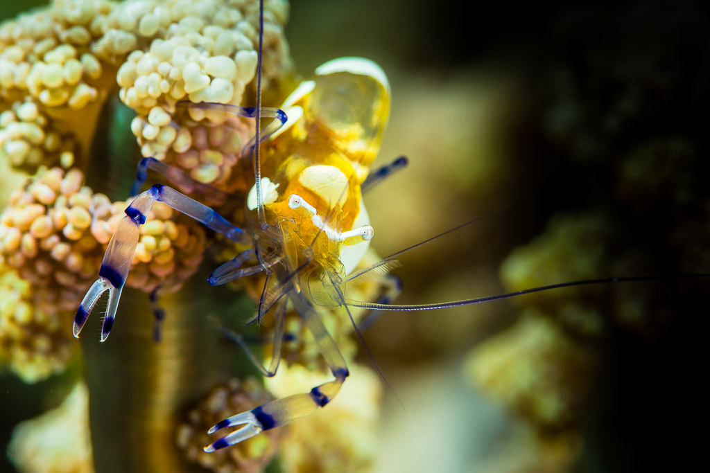 Anemone shrimp with blue-banded claws clinging to its host, Misool, Raja Ampat, Indonesia