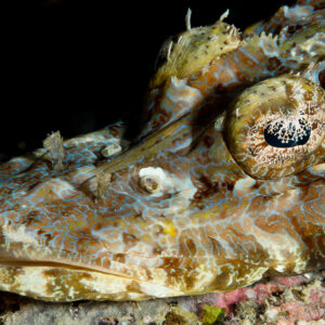 Crocodile flathead eye with lacy iris lappet, extreme close-up, Misool, Raja Ampat, Indonesia