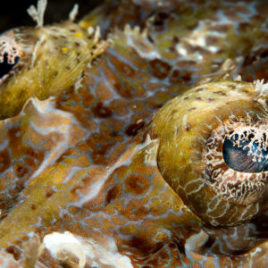 Crocodile flathead head close-up showing both camouflaged eyes, Misool, Raja Ampat, Indonesia