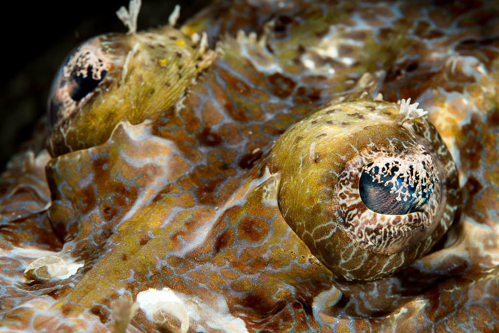 Crocodile flathead head close-up showing both camouflaged eyes, Misool, Raja Ampat, Indonesia