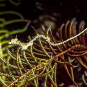 Tiny Rumengan's pipehorse camouflaged among crinoid arms, Misool, Raja Ampat, Indonesia