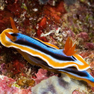 Chromodoris annae nudibranch crawling across pink algae, side view, Misool, Raja Ampat, Indonesia