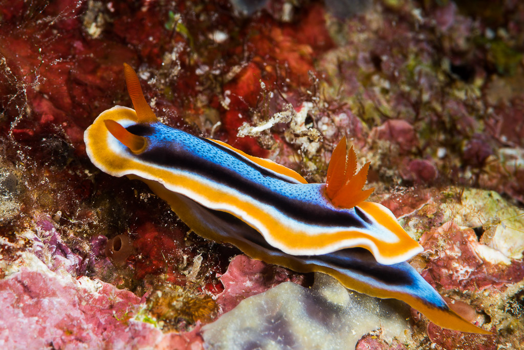 Chromodoris annae nudibranch crawling across pink algae, side view, Misool, Raja Ampat, Indonesia