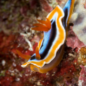 Chromodoris annae nudibranch climbing diagonally, vertical framing, Misool, Raja Ampat, Indonesia
