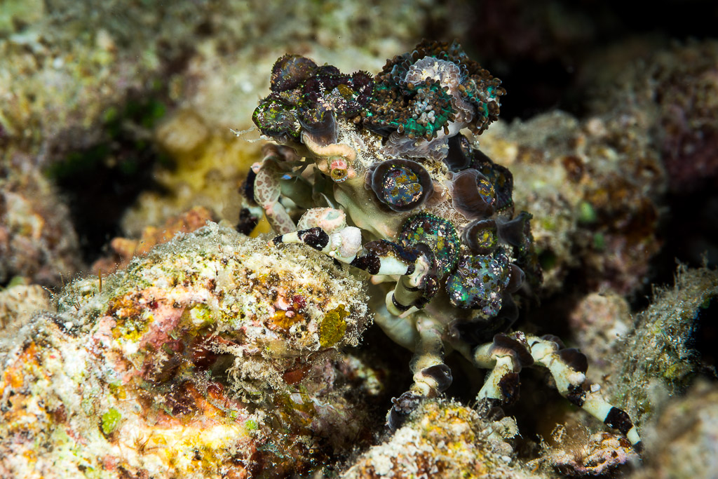 Decorator crab covered with corallimorph polyps on the reef, Misool, Raja Ampat, Indonesia