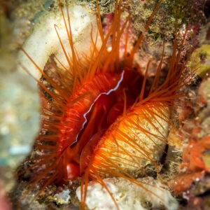 Electric file clam gaping with red tentacles in a crevice, vertical, Misool, Raja Ampat, Indonesia