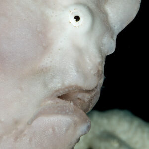 White giant frogfish head close-up, vertical framing, Misool, Raja Ampat, Indonesia