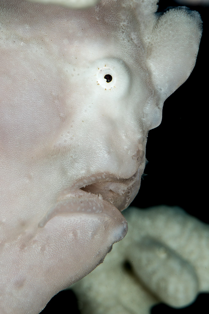 White giant frogfish head close-up, vertical framing, Misool, Raja Ampat, Indonesia