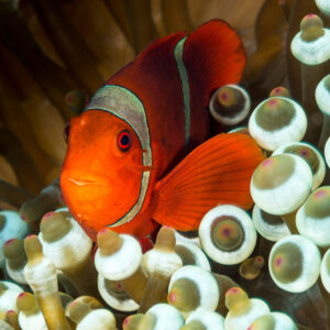 Spinecheek anemonefish among bulb-tipped anemone tentacles, Misool, Raja Ampat, Indonesia