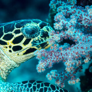 Tête de tortue imbriquée contre un corail mou rose, Misool, Raja Ampat, Indonésie