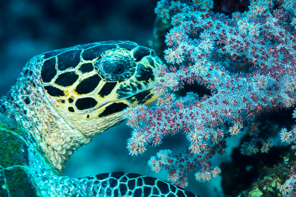 Tête de tortue imbriquée contre un corail mou rose, Misool, Raja Ampat, Indonésie