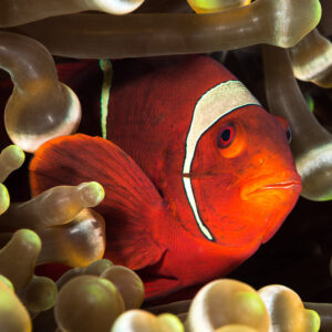 Spinecheek anemonefish close-up framed by bulbous anemone tentacles, Misool, Raja Ampat, Indonesia