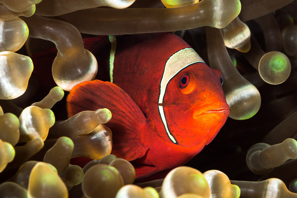 Spinecheek anemonefish close-up framed by bulbous anemone tentacles, Misool, Raja Ampat, Indonesia