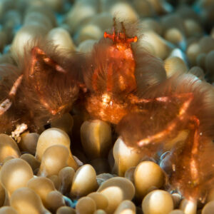 Hairy orangutan crab on bubble coral, frontal view, Misool, Raja Ampat, Indonesia