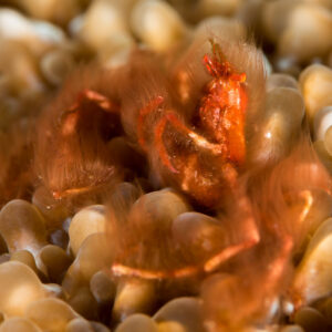 Orangutan crab blending into bubble coral, wider angled view, Misool, Raja Ampat, Indonesia