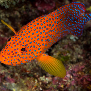 Coral hind swimming diagonally across the reef, fins spread, Misool, Raja Ampat, Indonesia