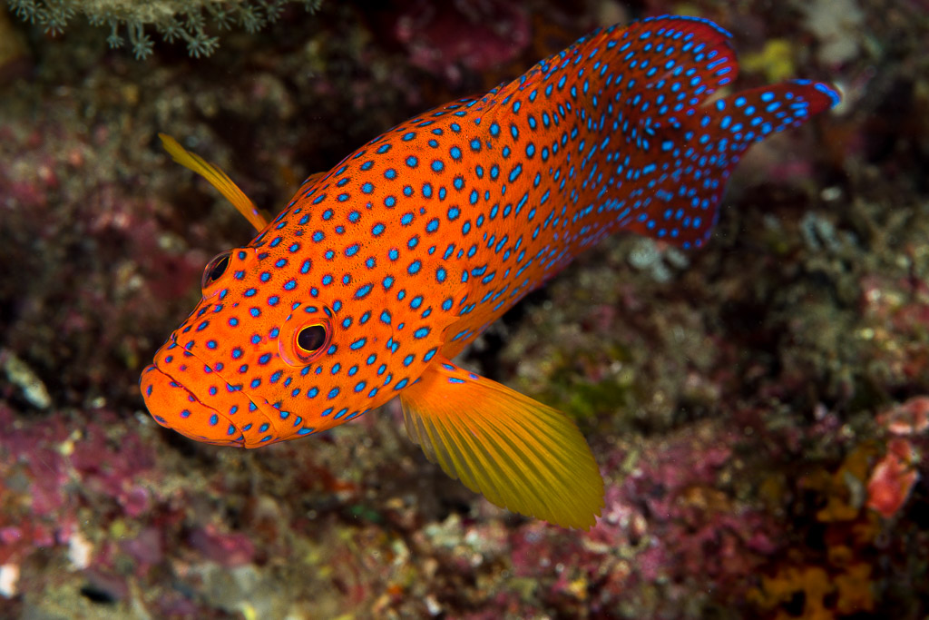Coral hind swimming diagonally across the reef, fins spread, Misool, Raja Ampat, Indonesia