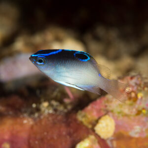 Juvenile damselfish with blue-lined dark back and dorsal eyespot, side view, Misool, Raja Ampat, Indonesia