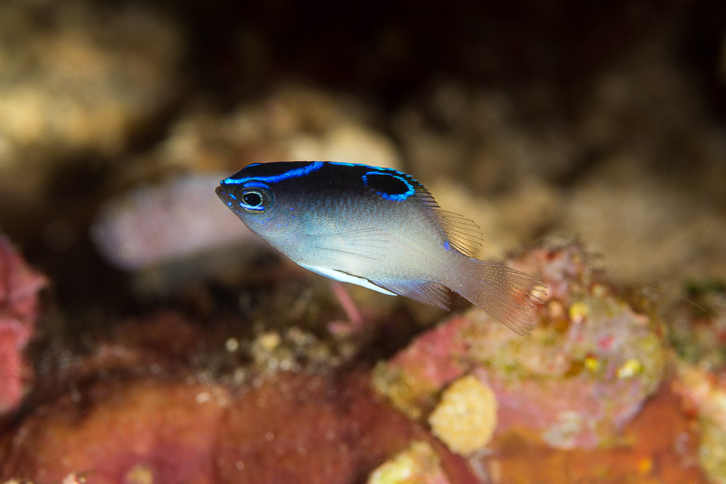 Juvenile damselfish with blue-lined dark back and dorsal eyespot, side view, Misool, Raja Ampat, Indonesia