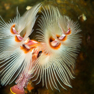 Pair of white-and-orange Christmas tree worms fully extended, Misool, Raja Ampat, Indonesia
