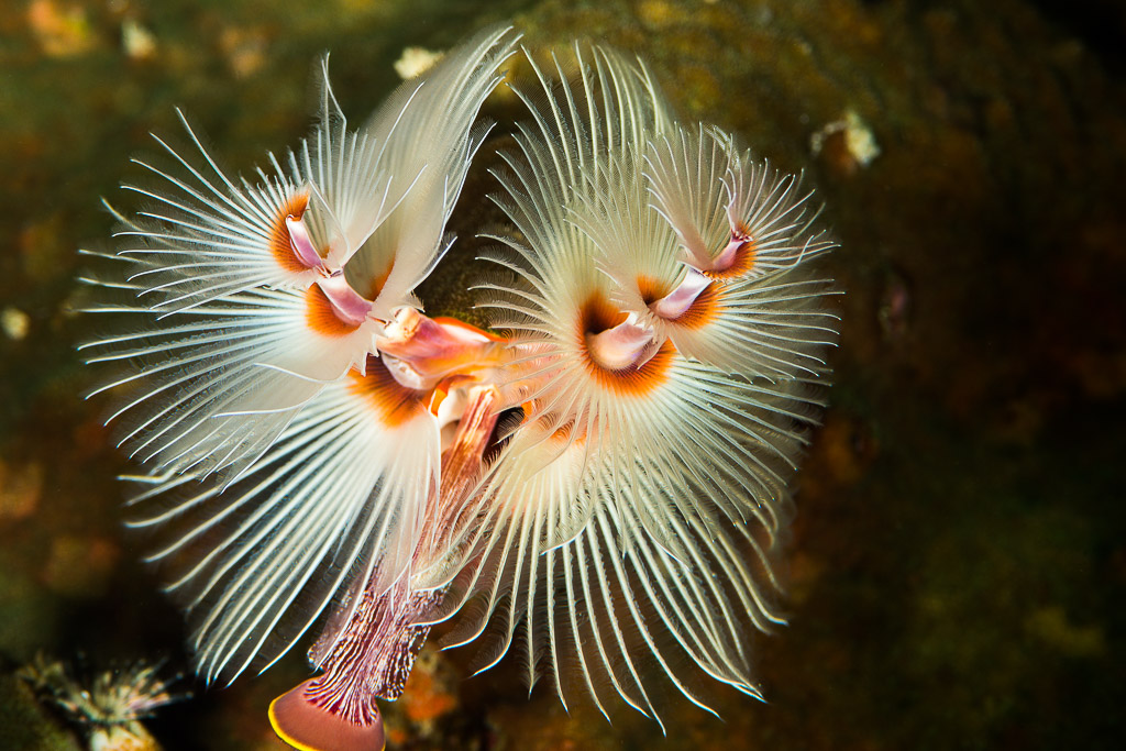 Pair of white-and-orange Christmas tree worms fully extended, Misool, Raja Ampat, Indonesia
