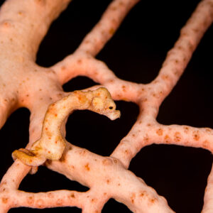 Denise's pygmy seahorse coiled on a pink sea fan branch, Misool, Raja Ampat, Indonesia