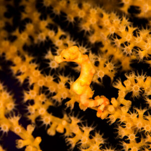 Denise's pygmy seahorse in profile among open yellow sea fan polyps, Misool, Raja Ampat, Indonesia