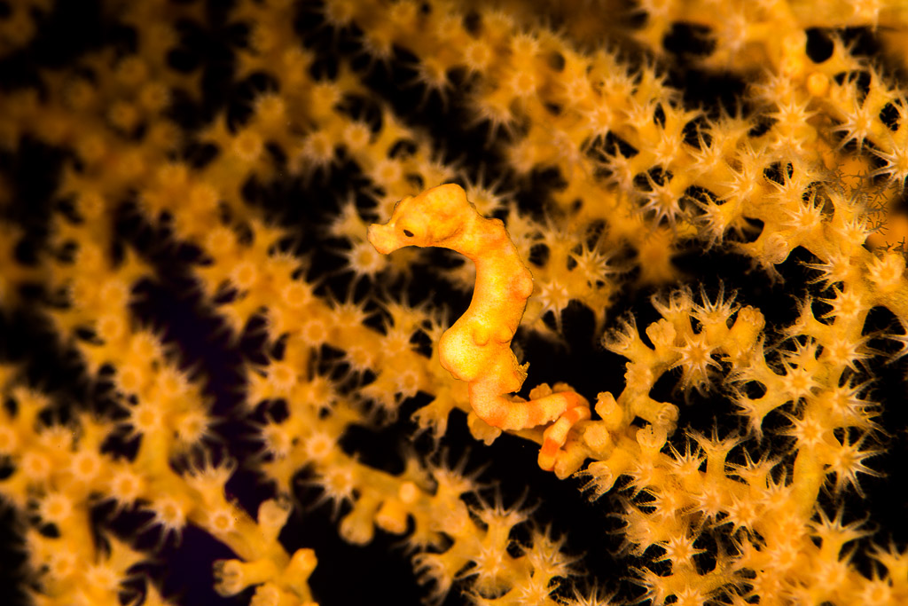 Denise's pygmy seahorse in profile among open yellow sea fan polyps, Misool, Raja Ampat, Indonesia