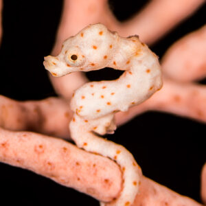 Pale orange-dotted Denise's pygmy seahorse on a pink sea fan, vertical, Misool, Raja Ampat, Indonesia
