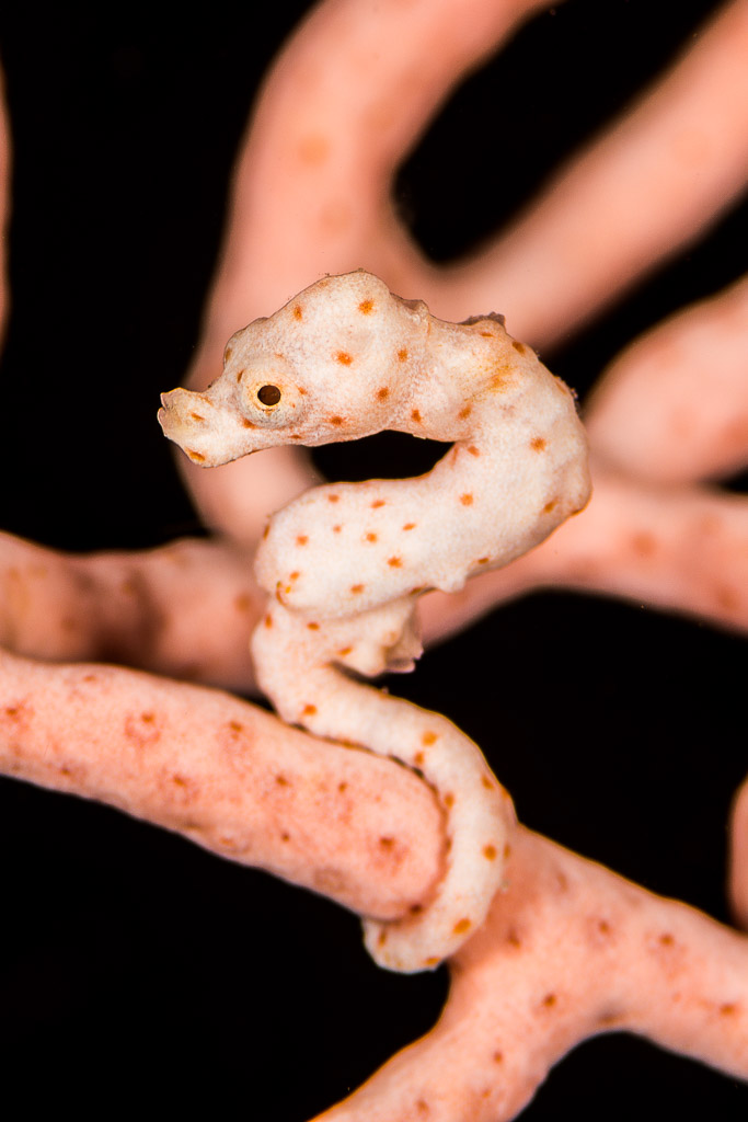 Pale orange-dotted Denise's pygmy seahorse on a pink sea fan, vertical, Misool, Raja Ampat, Indonesia