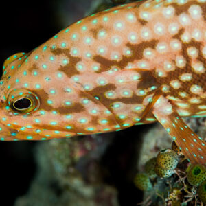 Bluespotted hind head close-up with turquoise spots and brown marbling, Misool, Raja Ampat, Indonesia