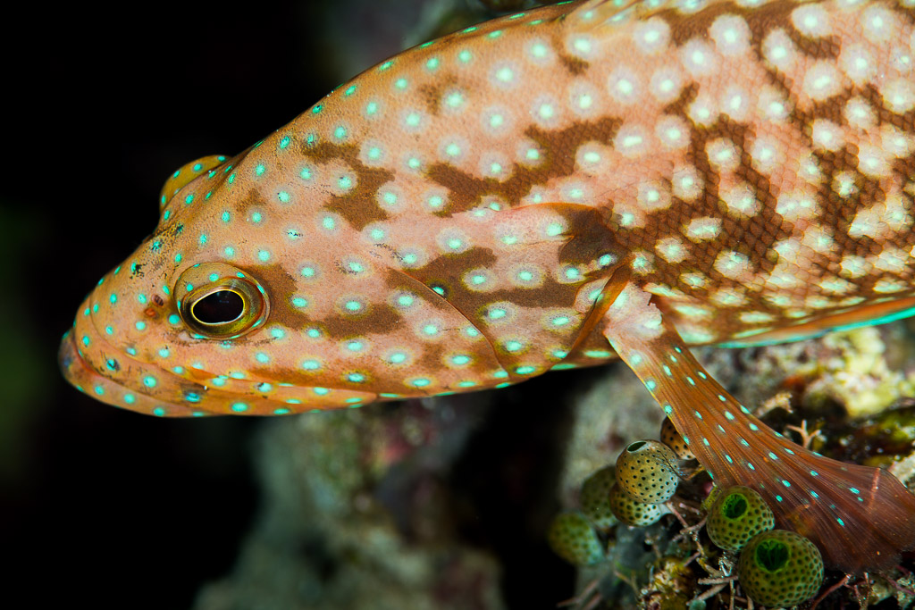 Bluespotted hind head close-up with turquoise spots and brown marbling, Misool, Raja Ampat, Indonesia