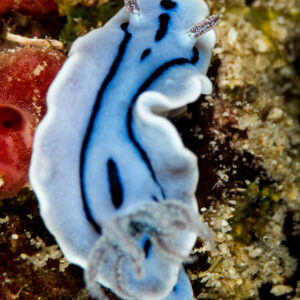 Chromodoris willani nudibranch on the reef, vertical framing, Misool, Raja Ampat, Indonesia