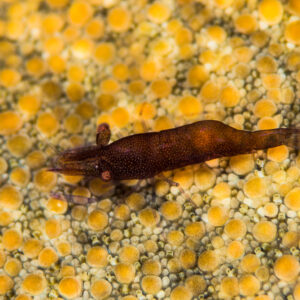 Sea star shrimp on the textured surface of a sea star, Misool, Raja Ampat, Indonesia