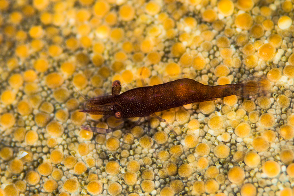 Sea star shrimp on the textured surface of a sea star, Misool, Raja Ampat, Indonesia
