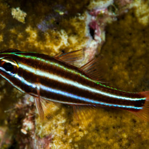 Apogon à bandes noires de profil au-dessus du récif, Misool, Raja Ampat, Indonésie