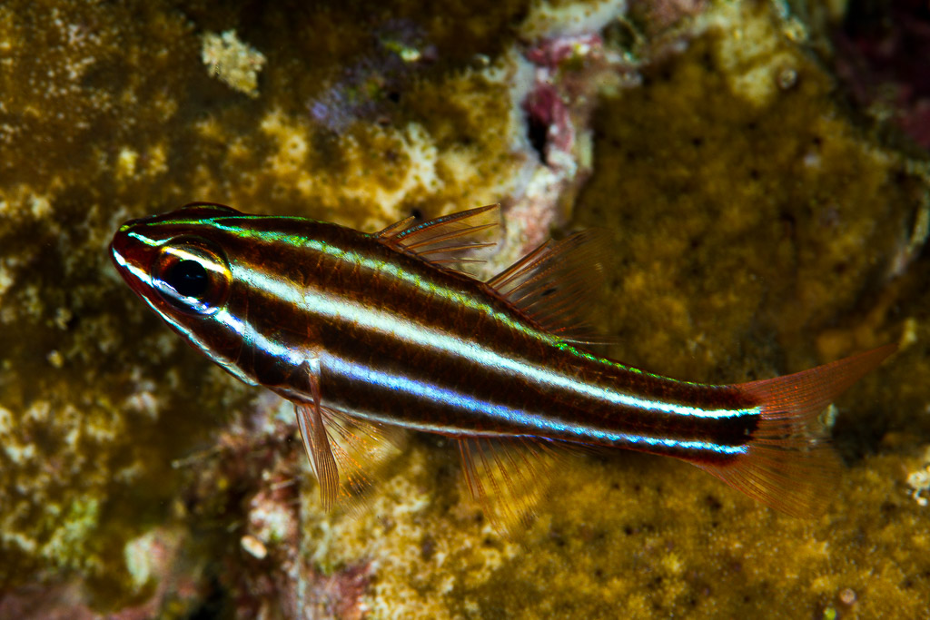 Apogon à bandes noires de profil au-dessus du récif, Misool, Raja Ampat, Indonésie