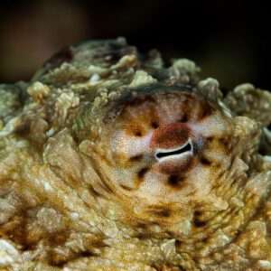Coconut octopus eye close-up amid camouflaged mantle texture, Misool, Raja Ampat, Indonesia