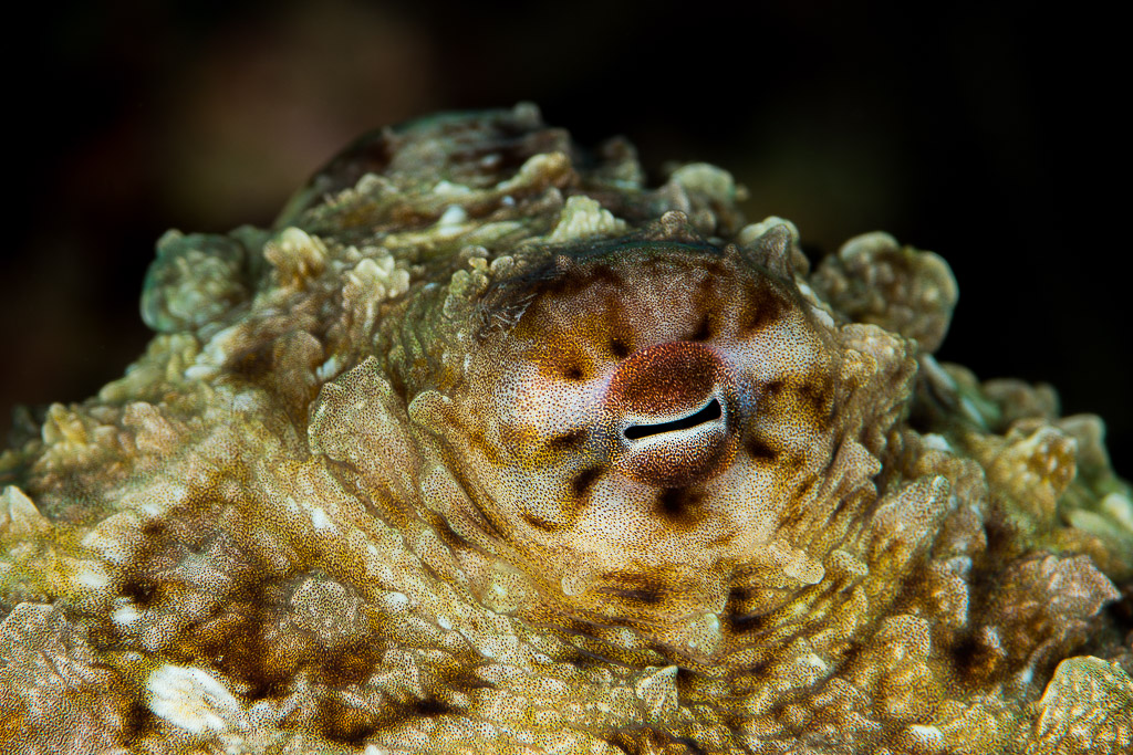 Coconut octopus eye close-up amid camouflaged mantle texture, Misool, Raja Ampat, Indonesia