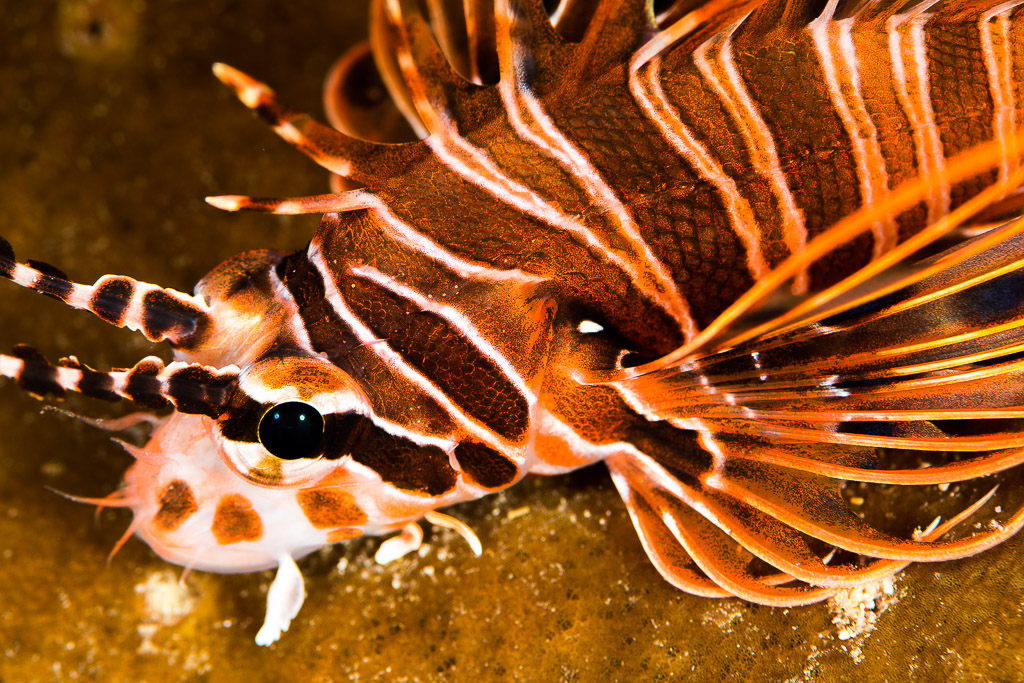 Spotfin lionfish head and striped fin rays close-up, Misool, Raja Ampat, Indonesia