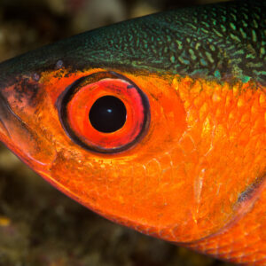 Sweeper head extreme close-up with large red-rimmed eye, Misool, Raja Ampat, Indonesia