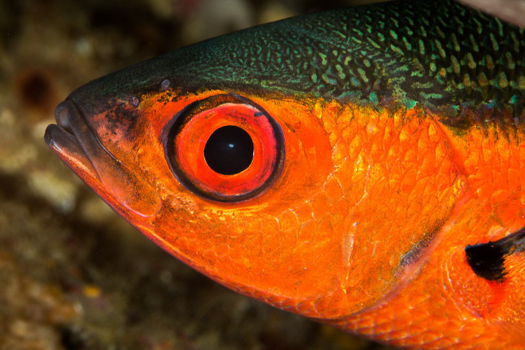 Sweeper head extreme close-up with large red-rimmed eye, Misool, Raja Ampat, Indonesia