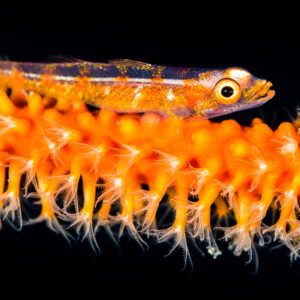 Whip coral goby resting on orange wire coral polyps, Misool, Raja Ampat, Indonesia