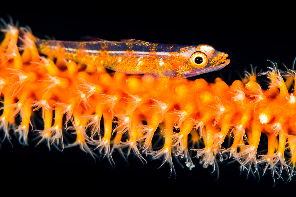 Whip coral goby resting on orange wire coral polyps, Misool, Raja Ampat, Indonesia