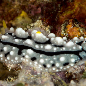 Phyllidiid nudibranch with white tubercles and black lines, Misool, Raja Ampat, Indonesia
