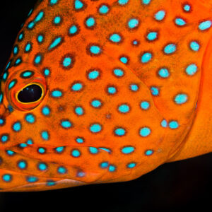 Coral hind head extreme close-up with blue spots and eye, Misool, Raja Ampat, Indonesia
