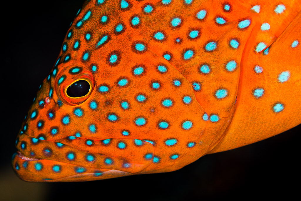 Coral hind head extreme close-up with blue spots and eye, Misool, Raja Ampat, Indonesia